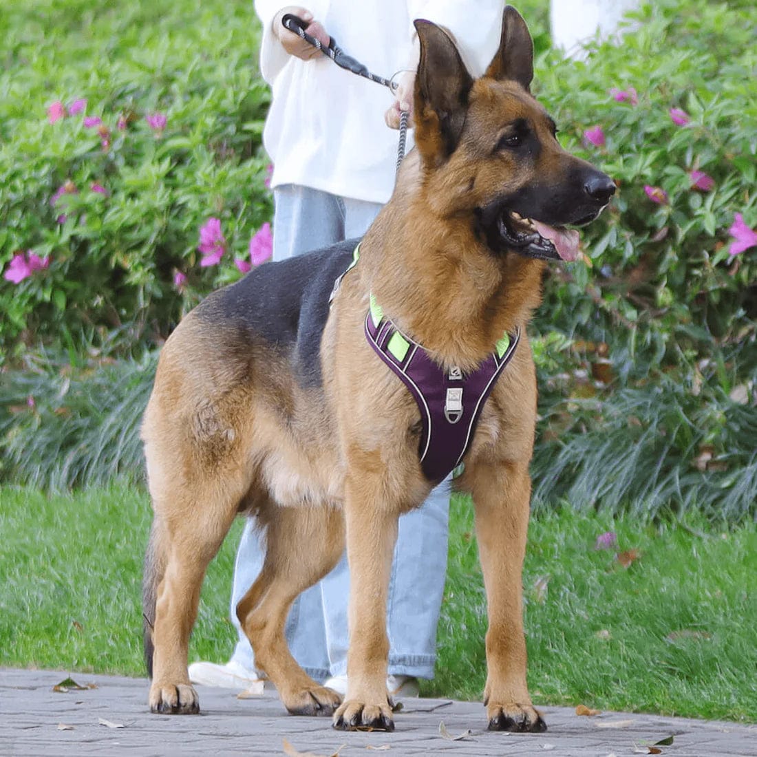 Harnais Anti-Traction pour Chiens - Accessoire Confort Chien Balade Agréable dog