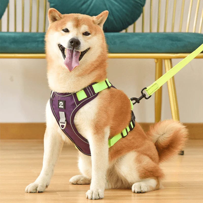 Harnais Anti-Traction pour Chiens Lila - Balade Sans Traction et Confort Chien do