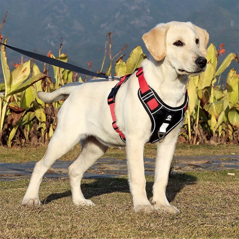 Harnais Anti-Traction pour Chiens Rouge - Ajustement Facile et Confort Chien dog